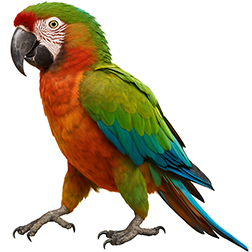 Calico Macaw